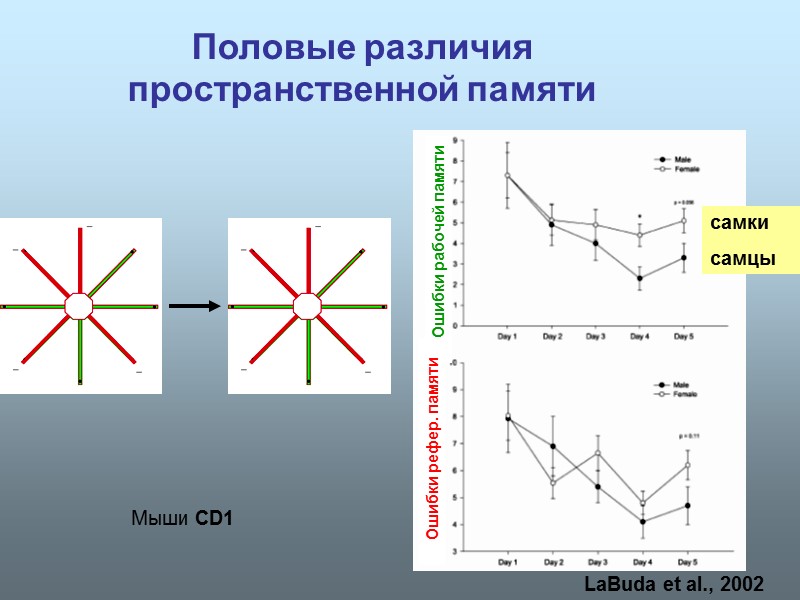 Половые различия пространственной памяти LaBuda et al., 2002 Мыши CD1